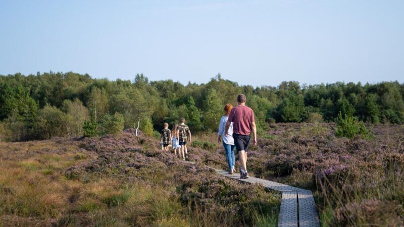 Walking through the Girley Bog, Kells, Co. Meath