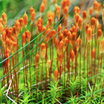 Flowers in the Girley Bog, Kells, Meath (photo: Dr. Kate Flood)