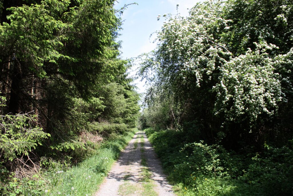 “Had I the chance to wander back, Or own a king’s abode.
I’d sooner see the hawthorn tree, By the Old Bog Road.”
Teresa Brayton (photo: Dr. Kate Flood)