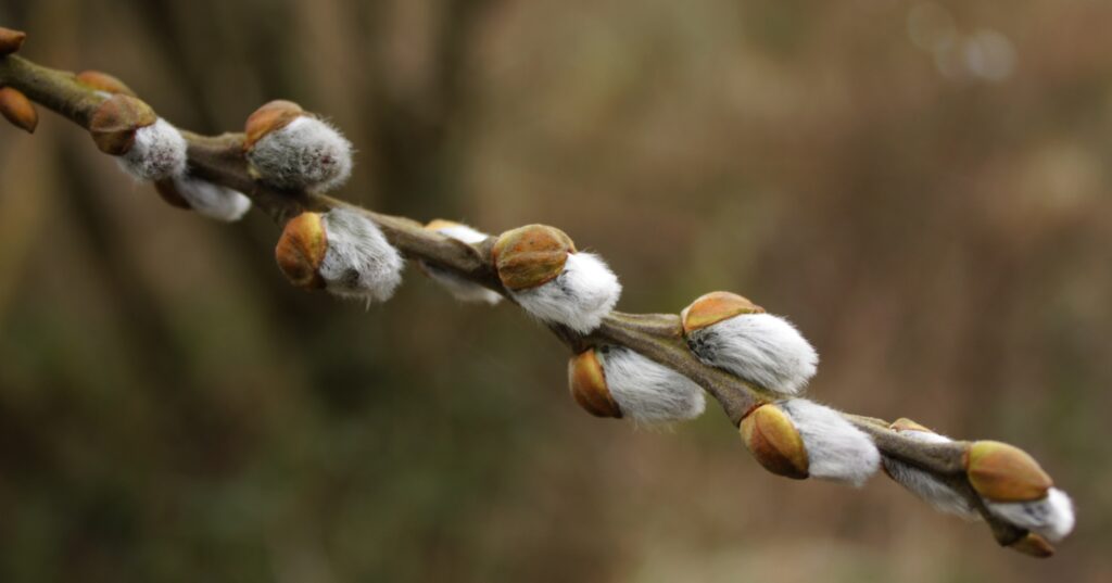 Without a brush
The willow paints the wind” Saryu
(photo: Dr. Kate Flood)