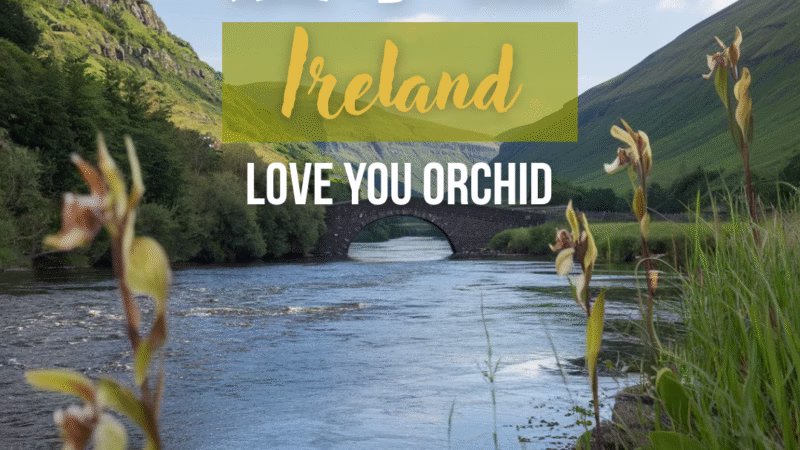 Ireland in Chinese love you orchid
