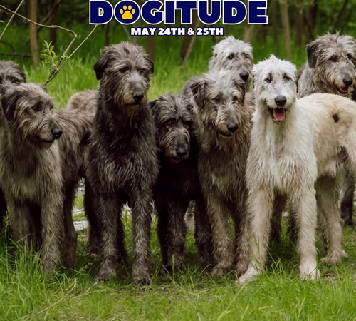 Dogitude Festival