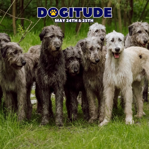Dogitude Festival